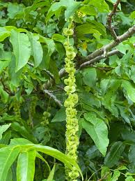Attēlu rezultāti vaicājumam “Pterocarya fraxinifolia flower”