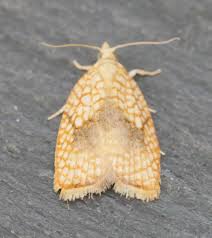 Attēlu rezultāti vaicājumam “Acleris bergmanniana”