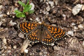 Attēlu rezultāti vaicājumam “Melitaea cinxia”