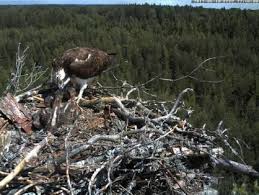 Attēlu rezultāti vaicājumam “Fuligo licentii young”