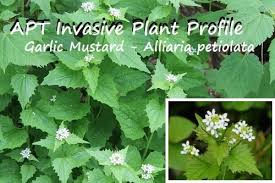 Attēlu rezultāti vaicājumam “Alliaria petiolata”