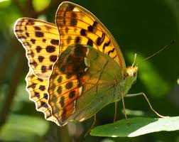 Attēlu rezultāti vaicājumam “Argynnis laodice”
