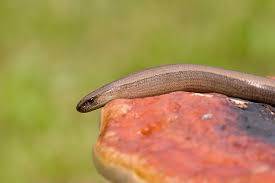 Attēlu rezultāti vaicājumam “Anguis fragilis”