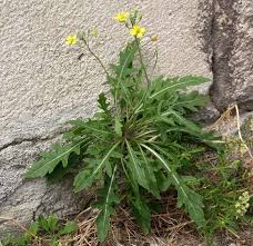 Attēlu rezultāti vaicājumam “Diplotaxis muralis flower”