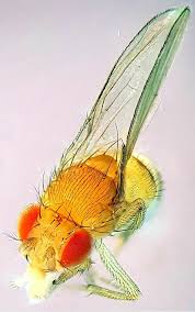 Attēlu rezultāti vaicājumam “Drosophila melanogaster”