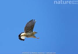 Attēlu rezultāti vaicājumam “Oenanthe oenanthe male”