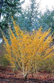 Attēlu rezultāti vaicājumam “Hamamelis virginiana”