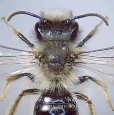 Attēlu rezultāti vaicājumam “Andrena vaga”