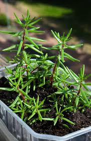 Attēlu rezultāti vaicājumam “Portulaca oleracea leaf”