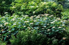 Attēlu rezultāti vaicājumam “Hydrangea arborescens flower”