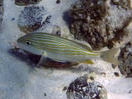 Image result for Haemulon carbonarium