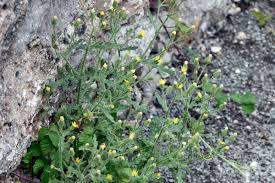 Attēlu rezultāti vaicājumam “Senecio viscosus flower”