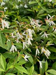 Image result for Leaves Green Bowmen