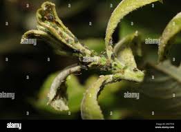 Attēlu rezultāti vaicājumam “Aphis farinosa”