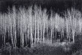 Image result for Ansel Adams Aspens New Mexico