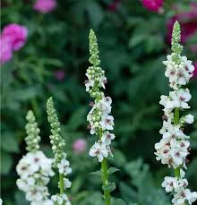 Attēlu rezultāti vaicājumam “Verbascum nigrum flower”
