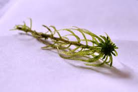 Attēlu rezultāti vaicājumam “Sphagnum girgensohnii”