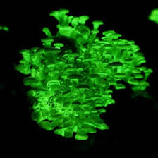 Attēlu rezultāti vaicājumam “Panellus stipticus”