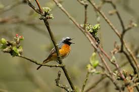 Attēlu rezultāti vaicājumam “Phoenicurus phoenicurus male”