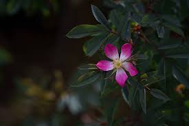Attēlu rezultāti vaicājumam “Rosa glauca flower”