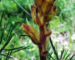 Attēlu rezultāti vaicājumam “Orobanche elatior bud”