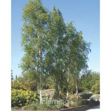 Attēlu rezultāti vaicājumam “Betula pendula”