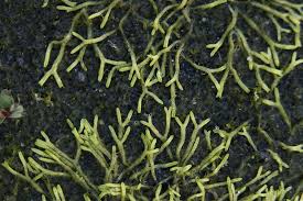 Attēlu rezultāti vaicājumam “Riccia canaliculata”