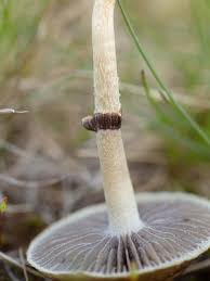 Attēlu rezultāti vaicājumam “Enteridium olivaceum macro”