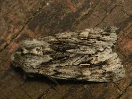 Attēlu rezultāti vaicājumam “Brachionycha nubeculosa”