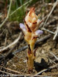 Attēlu rezultāti vaicājumam “Orobanche coerulescens flower”