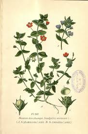 Attēlu rezultāti vaicājumam “Anagallis arvensis leaf”