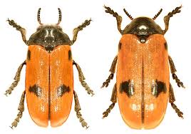 Attēlu rezultāti vaicājumam “Clytra quadripunctata”