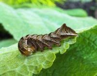 Attēlu rezultāti vaicājumam “Melanchra persicariae larva”