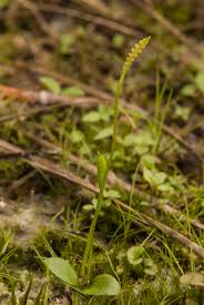Attēlu rezultāti vaicājumam “Oligonema flavidum sessile”