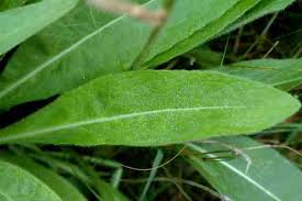 Attēlu rezultāti vaicājumam “Succisa pratensis leaf”