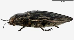 Attēlu rezultāti vaicājumam “Chalcophora mariana”