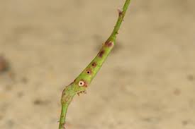 Attēlu rezultāti vaicājumam “Diastrophus rubi”