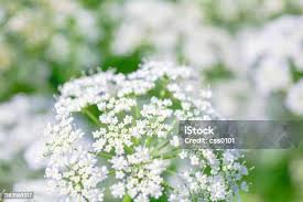 Attēlu rezultāti vaicājumam “Aegopodium podagraria flower”