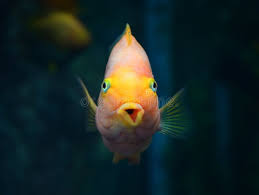 Image result for Sparisoma cretense