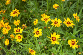 Image result for Coreopsis