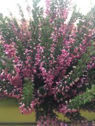 Attēlu rezultāti vaicājumam “Calluna vulgaris fruit”