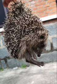 Attēlu rezultāti vaicājumam “Erinaceus sp.”