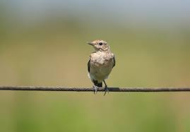 Attēlu rezultāti vaicājumam “Oenanthe oenanthe juvenile”