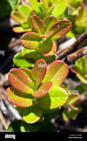 Attēlu rezultāti vaicājumam “Vaccinium vitis-idaea leaf”