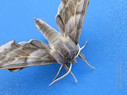 Attēlu rezultāti vaicājumam “Laothoe amurensis”