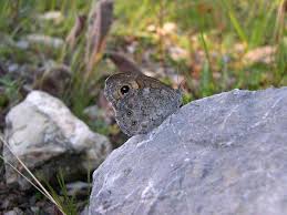 Attēlu rezultāti vaicājumam “Lasiommata maera”