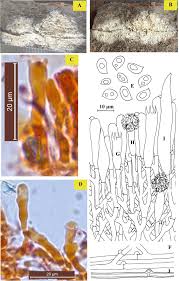 Attēlu rezultāti vaicājumam “Crustoderma dryinum”