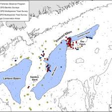 Image result for Vazella pourtalesii