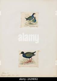 Image result for Porphyrio alleni