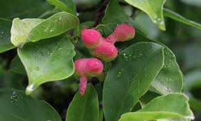 Attēlu rezultāti vaicājumam “Magnolia kobus fruit”